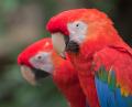 IMG_8600 scarlet macaws